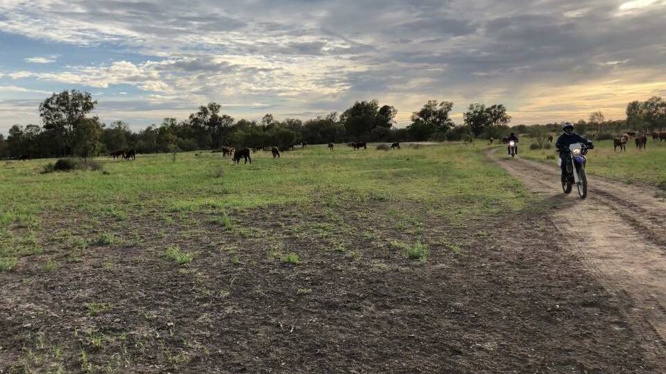 Inspection: Moree-based Rural Crime Prevention Team were deployed to the stock reserve west of Goondiwindi in Queensland on Tuesday. Photo: NSW Police Rural Crime Unit