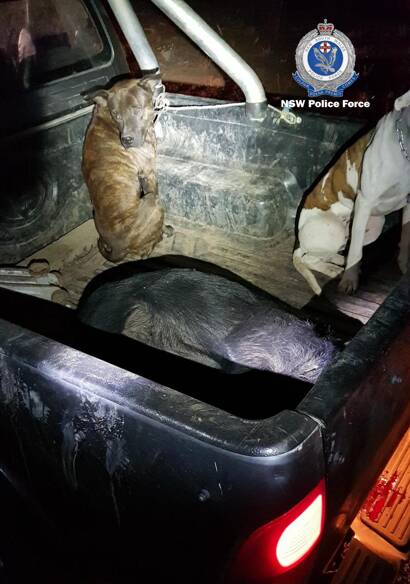 On patrol: Police spotted these dogs with a hunter in a national park near Pilliga. Photo: NSW Police
