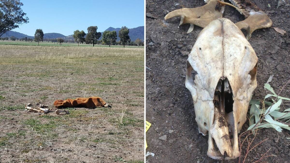 Brutal killing: The remains of the pregnant heifer and calf were strewn across the Currububula paddock, near Tamworth, and discovered at the weekend. Photos: supplied