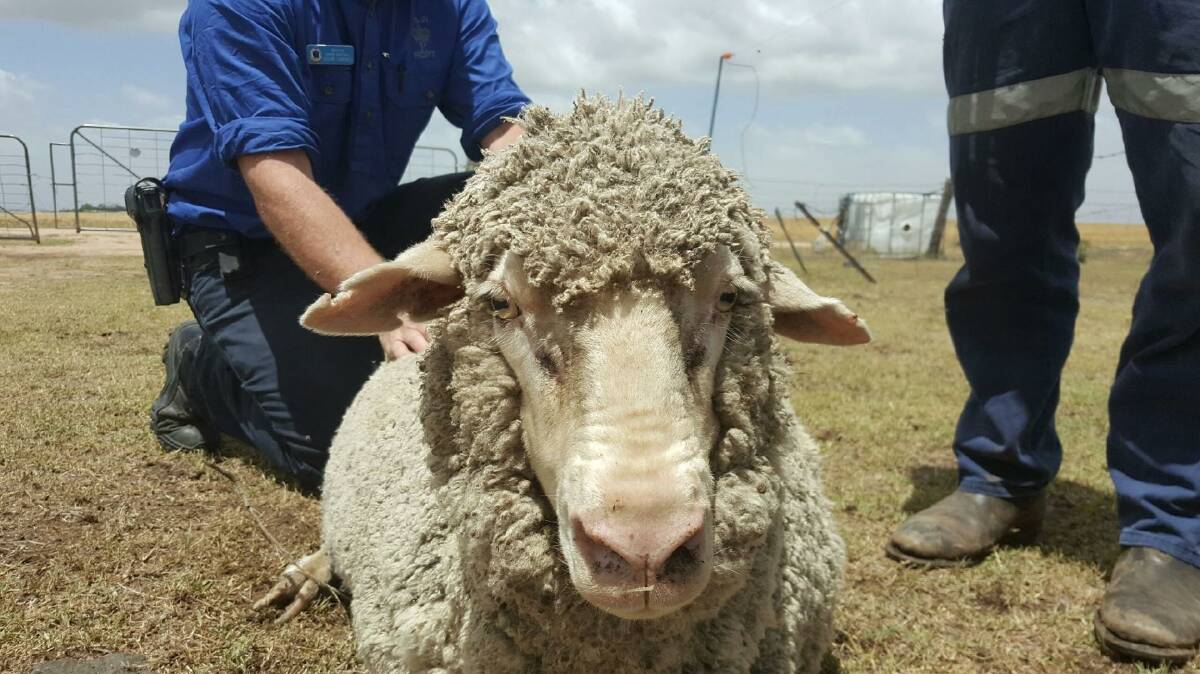 Sheep theft: Police said the ewes were aged between two and six years, and were in lamb. Photo: NSW Police Rural Crime Unit