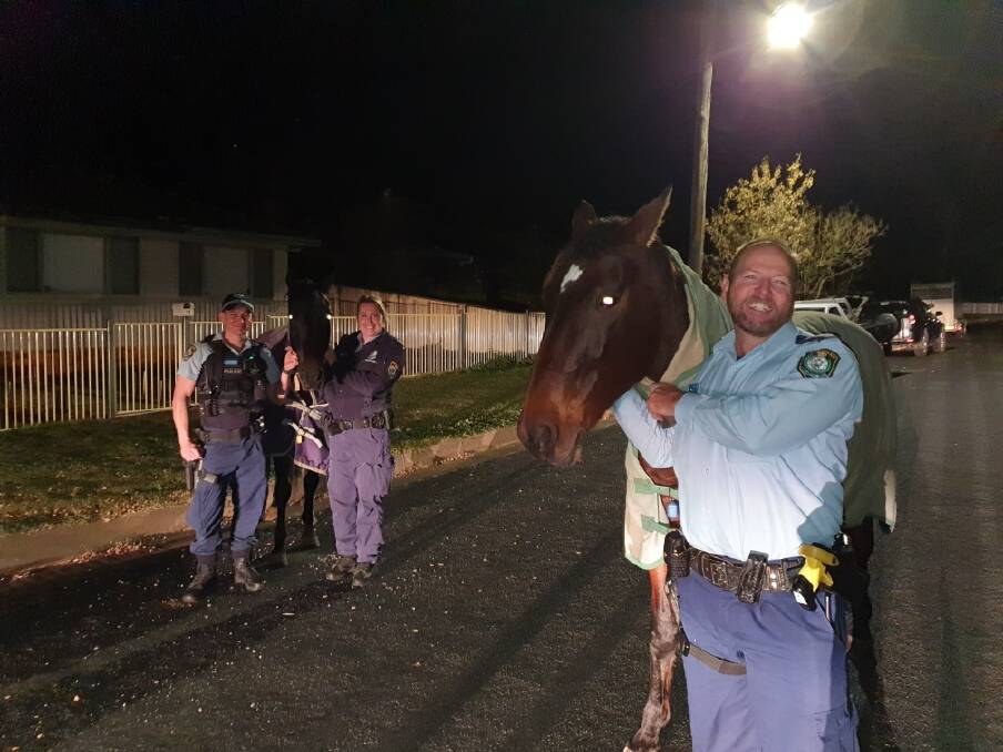 On the run: Tamworth police capture the runaway horses off Goonoo Goonoo Road on Saturday night. Photo: Oxley Police District