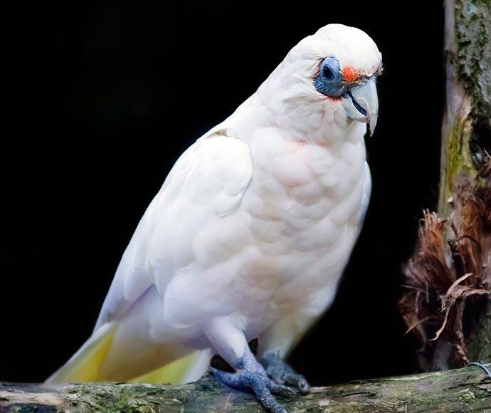 Investigation into mass kill: More than 50 Corellas were found dead or seriously injured in Manilla earlier this week. Photo: NSW EPA