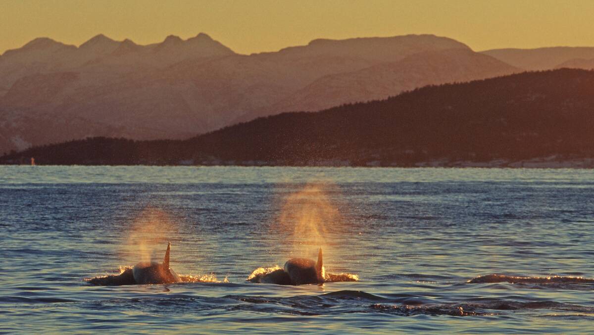 Majestic wild creatures … orcas off the coast of Norway.