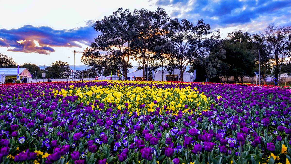 Floriade … set to dazzle in Canberra’s Commonwealth Park. 