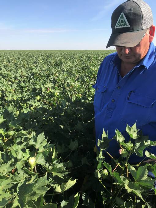 Bernie Bierhoff in the cotton crop grown in a tough, dry year using biological stimulants to produce 14 bales per hectare.