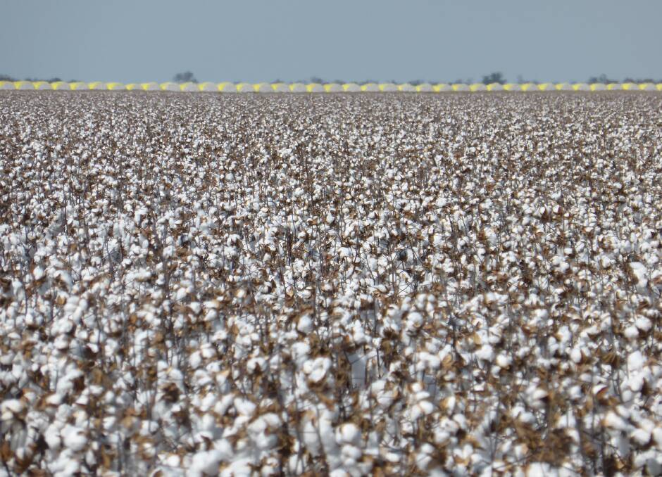 Cotton at Midkin. Photo: Supplied
