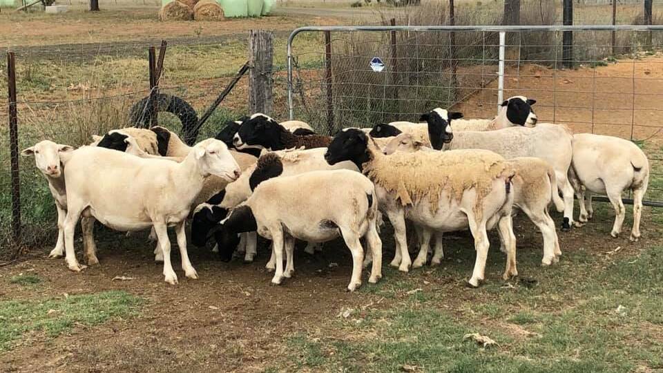 Charges laid: Some of the stolen Dorper sheep. Photo: Rural Crime, NSW Police Force