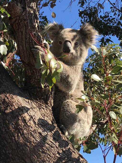 A young koala near Gunnedah. Photo: University of Sydney