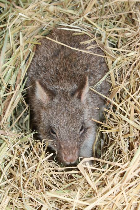 One of the park's bettongs, which will be rehomed.