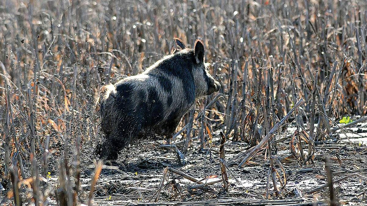 Feral pig carcasses dumped at truck stop; council warning