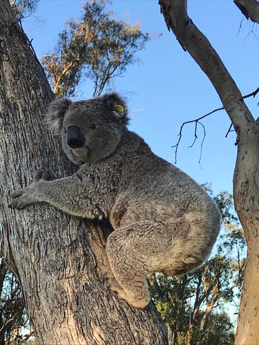 One of the koalas taking part in the chlamydia vaccine trial.