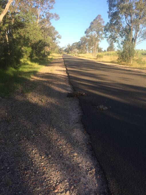 Koalas are meeting grisly ends on local roads.