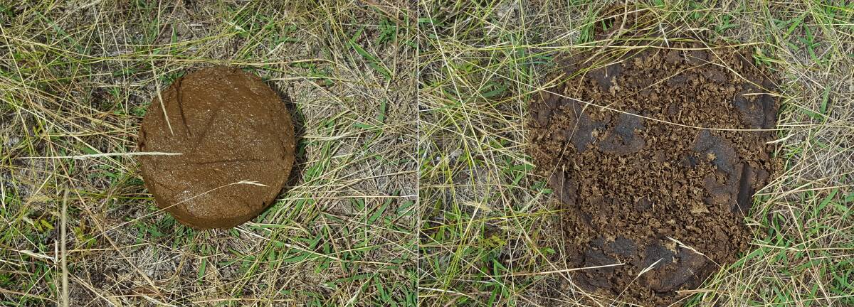 A fresh pile of dung placed in a paddock, left, versus 24 hours later when dung beetles have been at work. Photo: UNE