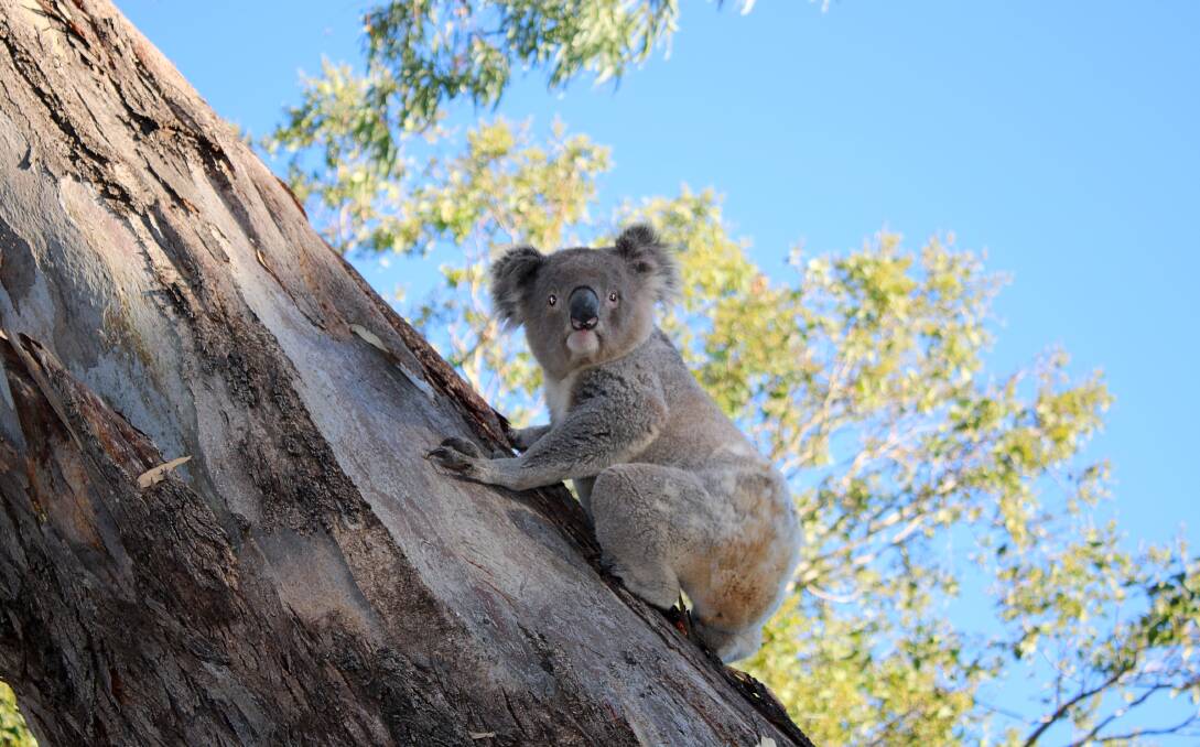 Pud the koala. Photo: Vanessa Hohnke