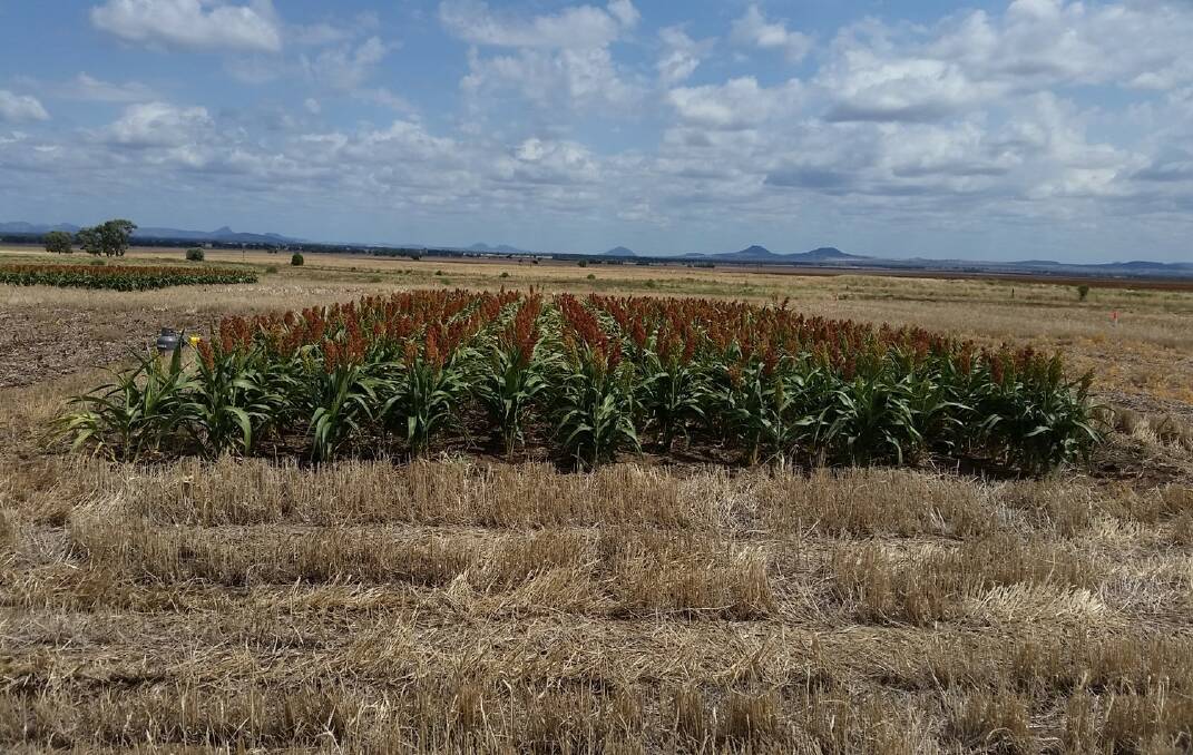 Sorghum at Nowley Farm in January 2019. Photo: supplied