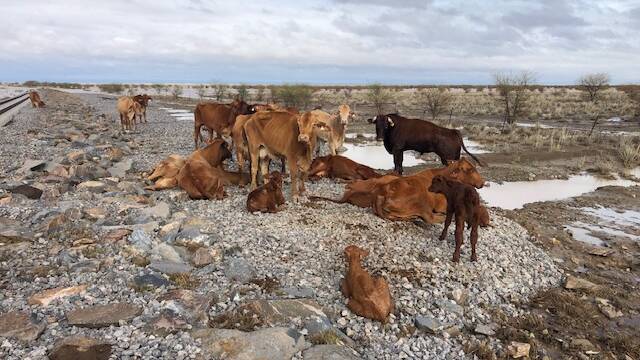 Exhausted cattle stand shellshocked at Eddington, Julia Creek. Photos: Supplied