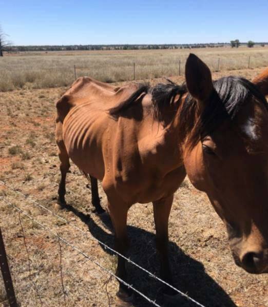 TREATMENT NEEDED: A bay horse found at the property in poor condition. Photo: RSPCA 