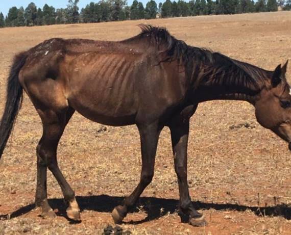 RIB AND BONES VISIBLE: A side view of a bay horse found in poor condition. Photo: RSPCA 