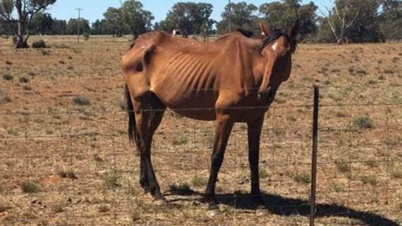 POOR CONDITION: A bay horse found at the property in poor condition. Photo: RSPCA 