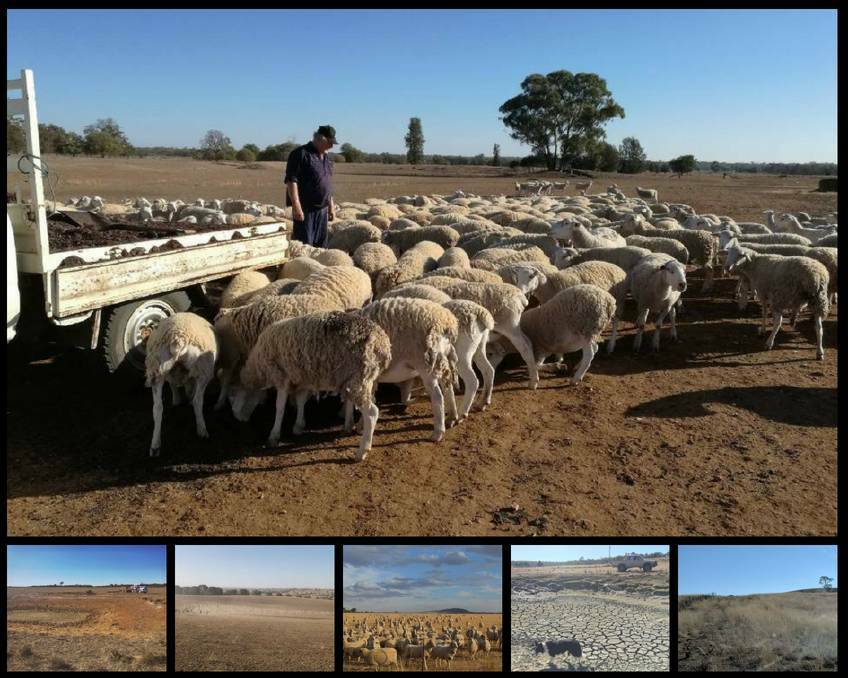 DROUGHT: The landscape across much of southern NSW is brown.Pictures: Kylie Sullivan (main), Amanda Herringe (left), Dan Rawson, Stephen Burns, Kirrily Gould and Sue Hoogenbosch.