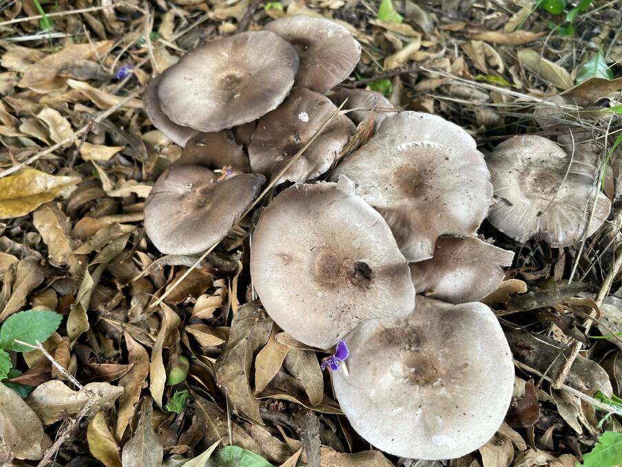 DON'T EAT ME: Wild mushrooms that popped up in a Maitland backyard.