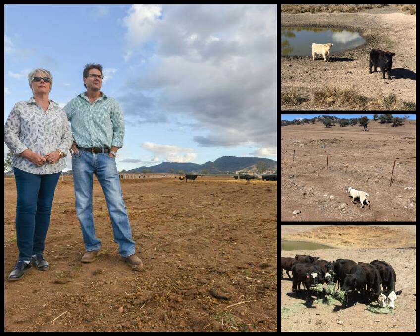 TOUGH TIMES: Main picture: Landholder Liz Coxhead with Tamworth MP Kevin Anderson on her property in April 2018. Top right: Cows stand hear a shrinking dam. Picture: Tee Aye Ess. Middle: A dog walks in a dusty paddock. Picture: Vicky Hawthorne. Bottom: Cattle being hand fed. Picture: Local Land Services.