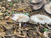 DON'T EAT ME: Wild mushrooms that popped up in a Maitland backyard. 