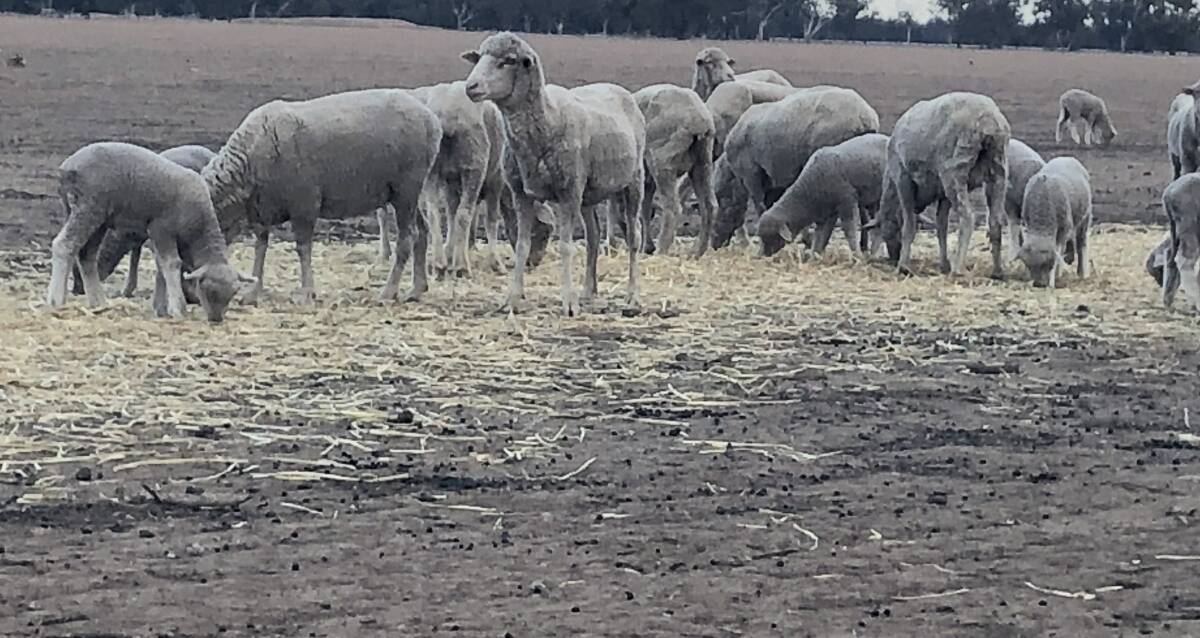 With no signs of drought abating, NSW Farmers says people are struggling to meet the requirements for accessing state and government assistance packages.