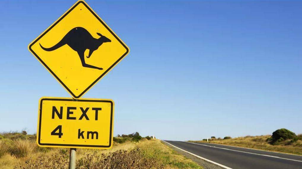 New England town one of NSW's worst hotspots for animal collisions