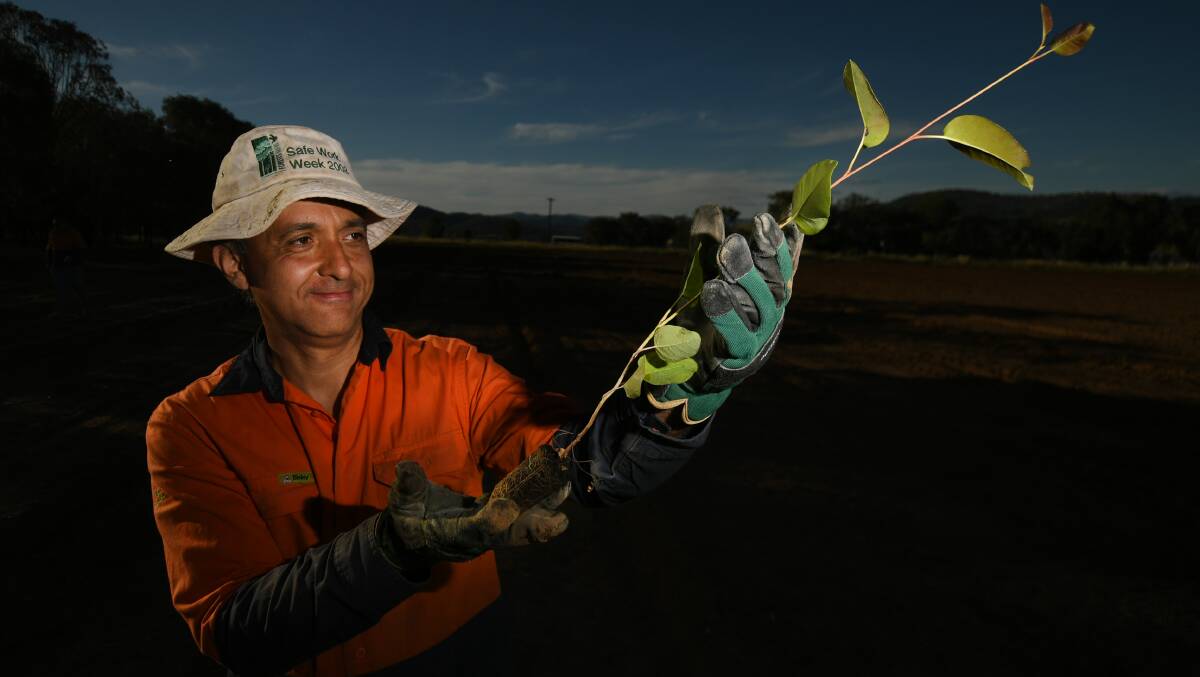 GROWING ROOTS: NSW Department of Primary Industries Research Officer Dr Fabiano Ximenes. Photo: Gareth Gardner