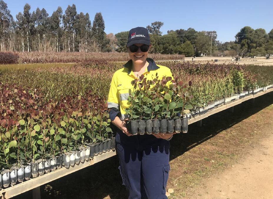6,000 native trees planted at Tamworth Agricultural Institute as part of the Biomass for Bioenergy project. Photo: Contributed