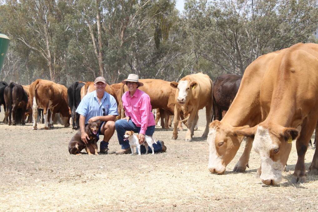 NEXT CHALLENGE: NSW Simmental breeders Jacqui and Jason Impey are ready to take on round two of the Multimin Performance Ready Challenge. Photo: Supplied