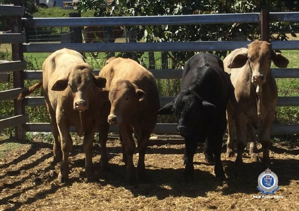 RECOVERED: Police were first called to the Newton Boyd property on September 2 and recovered the cattle seven days later. Photo: New England Police District Rural Crime Prevention Team 
