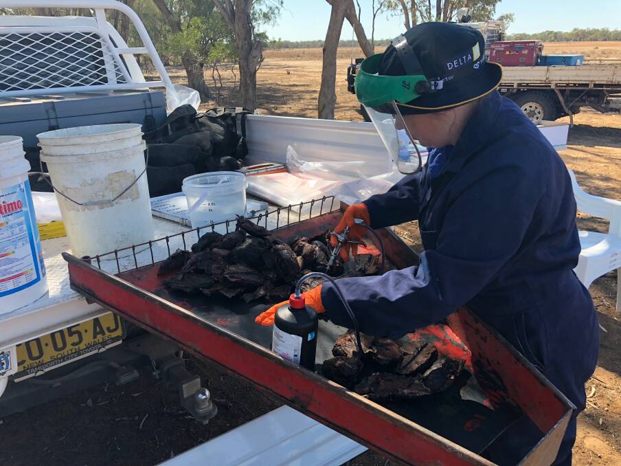 TEAM EFFORT: NWLLS' Lucy Collingridge demonstrates how to bait traps during the recent group event at Walgett. Photo: Supplied 