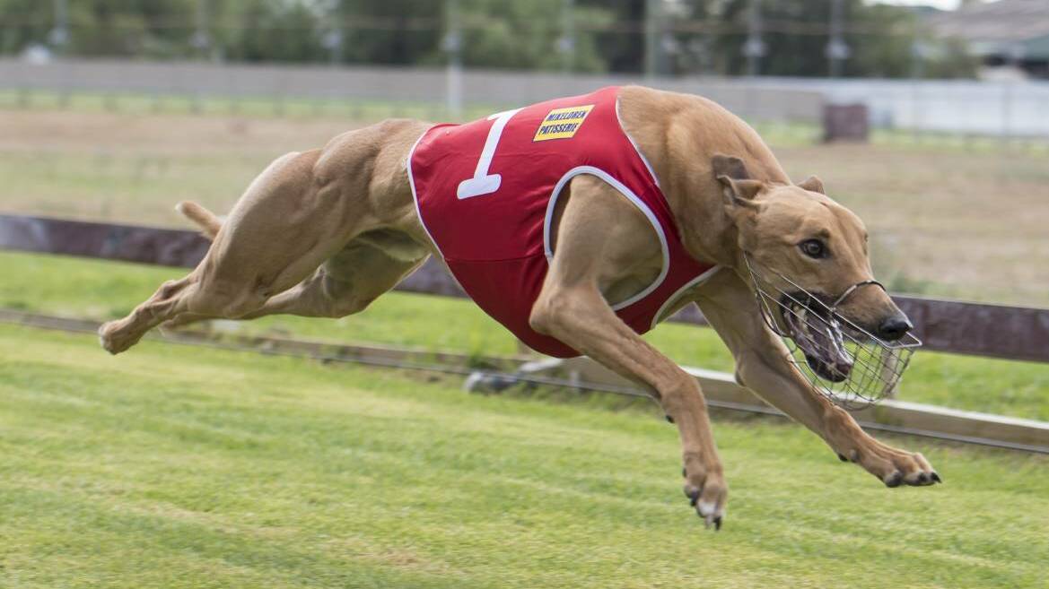 UP IN THE AIR: The date of Tamworth Greyhound Racing Club's next meeting hinges on an inspection by Greyhound Racing NSW. Photo: Peter Hardin 