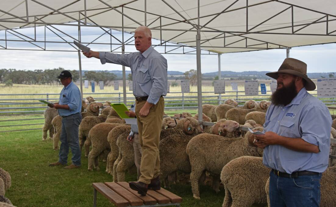 AWN auctioneer John Croake searches for a bidder during Saturday's sale. Photo: Billy Jupp 