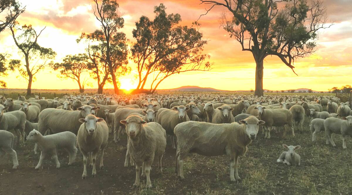 HELP NEEDED: Some of the region's wool producers could be faced with a potential shearer shortage due to COVID-19 travel restrictions. Photo: Sarah Sulman 