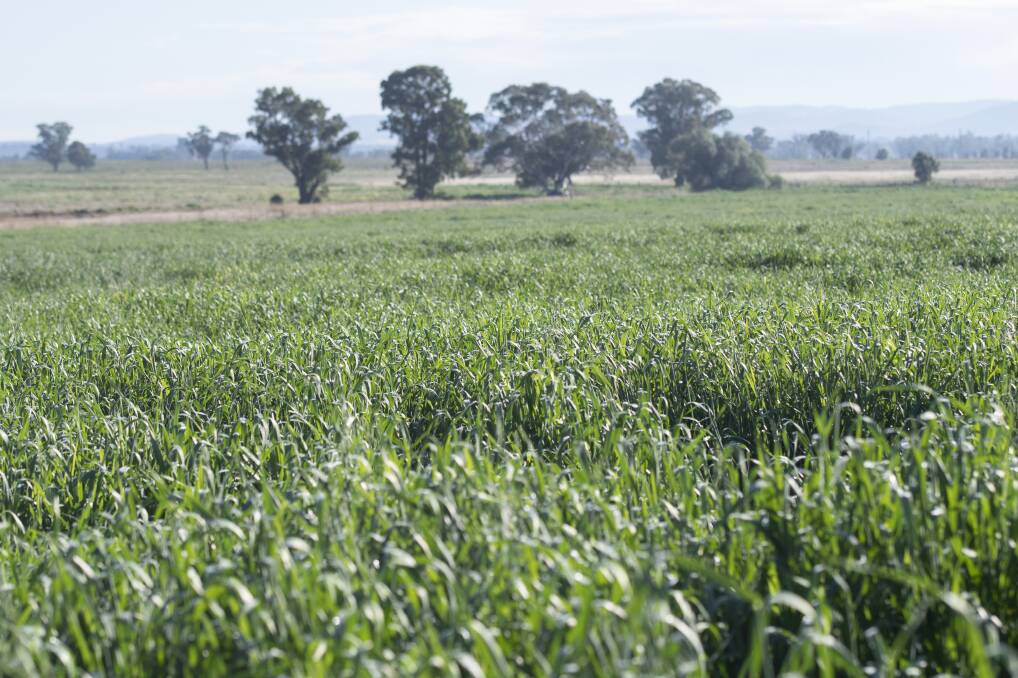 TIMELY BOOST: The region's winter crops have benefited from recent widespread rainfall. Photo: Peter Hardin 030720PHB001