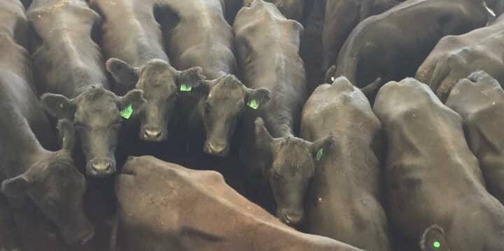ROCK SOLID: Prices at Tamworth's cattle market have remained steady over the past several weeks despite the Coronavirus pandemic.