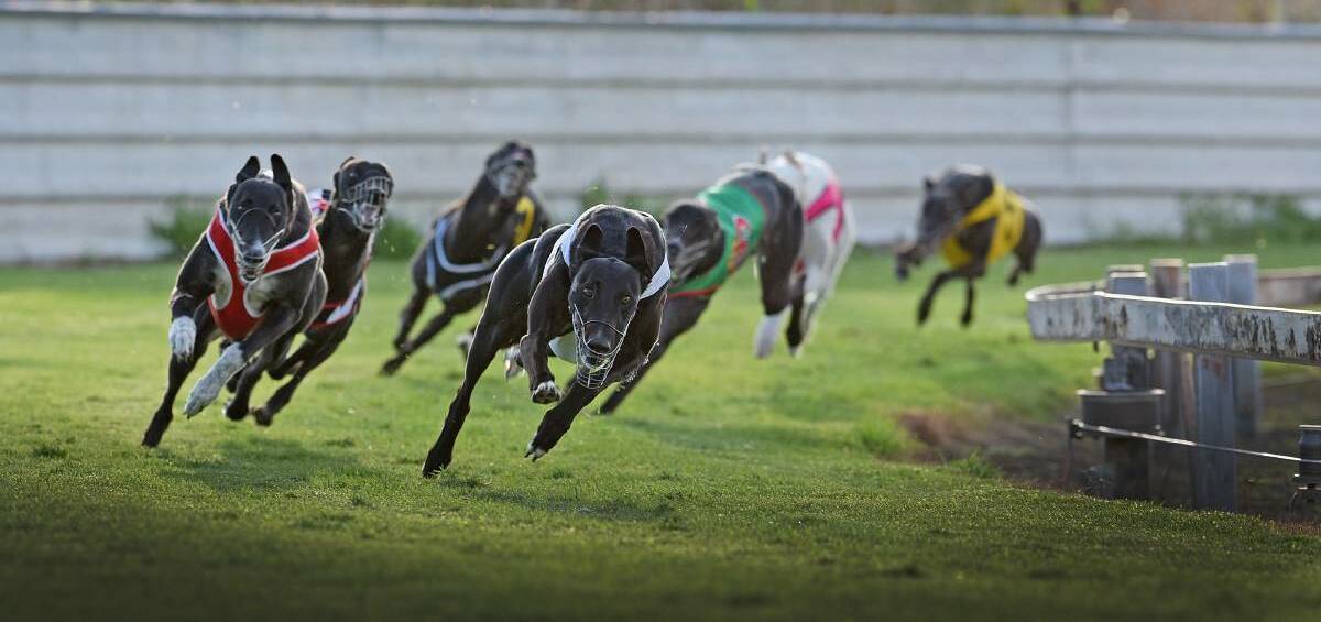 STEP FORWARD: Greyhound Racing NSW has lifted two major restrictions from Tamworth's track ahead of the club's annual cup carnival. Photo: File photo 