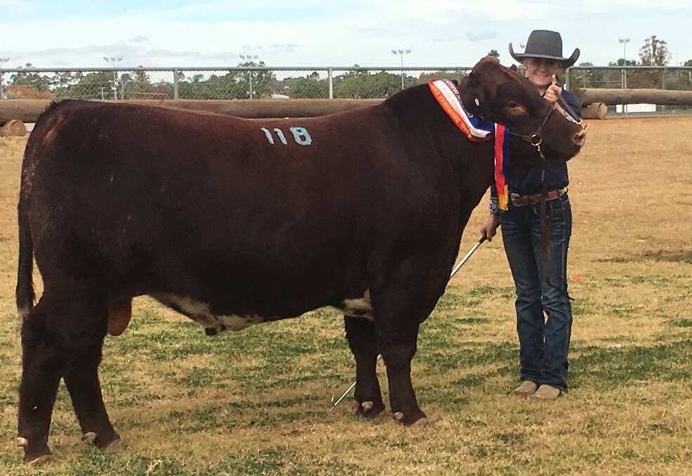 PRESTIGIOUS: Calrossy's Cara Rudder proudly parades last year's Division 1 Champion in the National Shorthorn Show and Sale in Dubbo. Photo: Supplied 