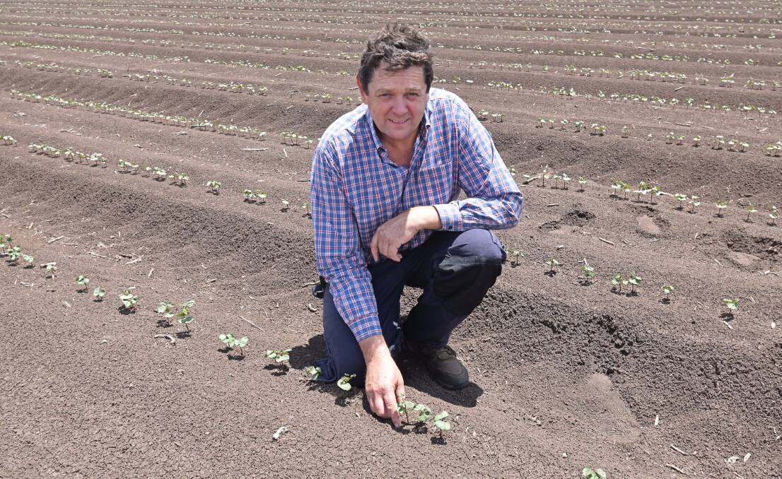 ON THE UP: Gunnedah farmer Scott Morgan is optimistic of this season's cotton prospects after a wet spring. Photo: Billy Jupp 