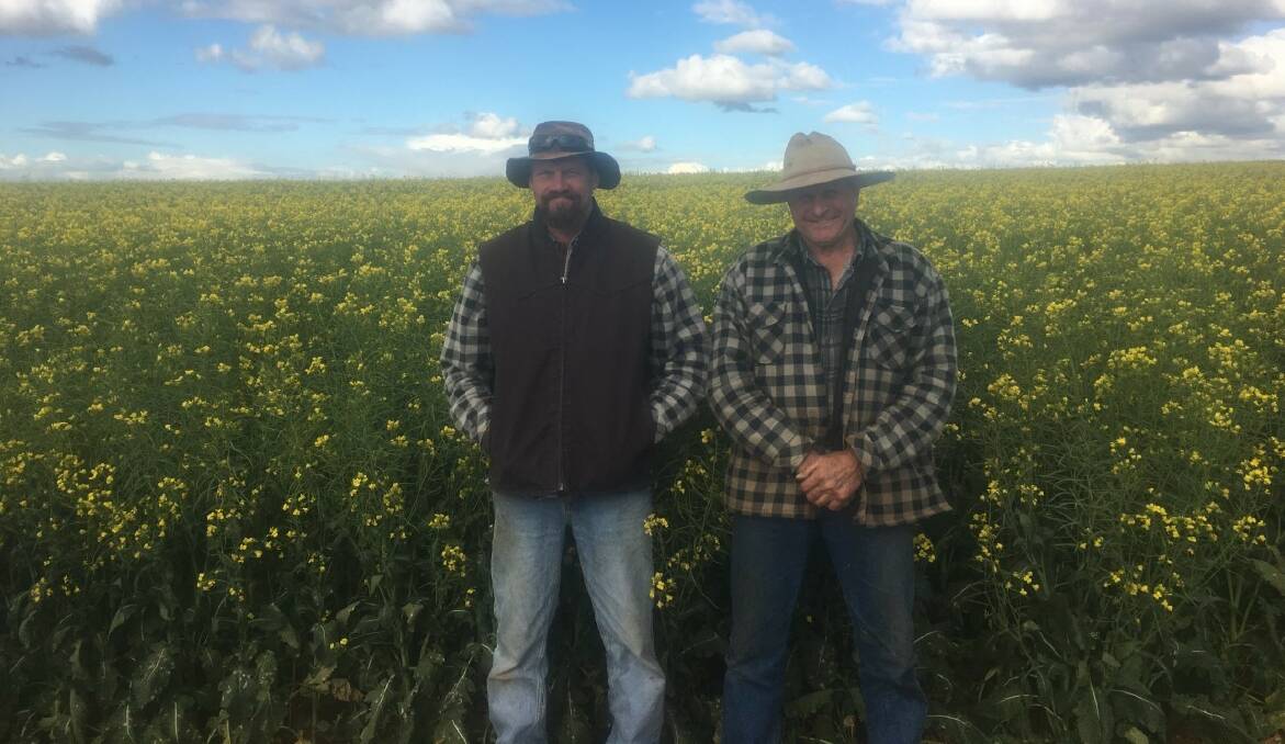 PROACTIVE: Mary's Mount's Allan and Luke Hanlen have been using chew cards in their crops as way to gauge mice damage. Photo: Supplied 