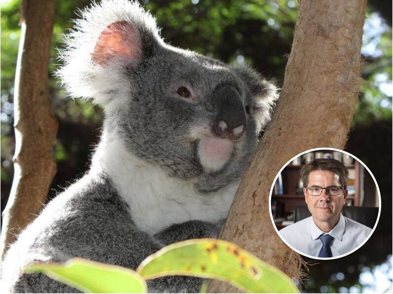 BENCHMARK: Tamworth MP Kevin Anderson belives Gunnedah is a leader in securing koala habitat. 