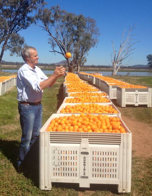 FIELD DAY: Gunnedah's Rob Hoddle and the team Gunnible Pastoral will host the citrus field day on Febuary 14. 
