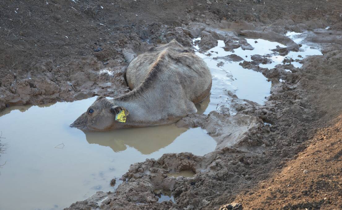 ROTTEN LUCK: A cow has drowned at the Gunnedah Common after becoming stuck in the mud. Photo: Billy Jupp 