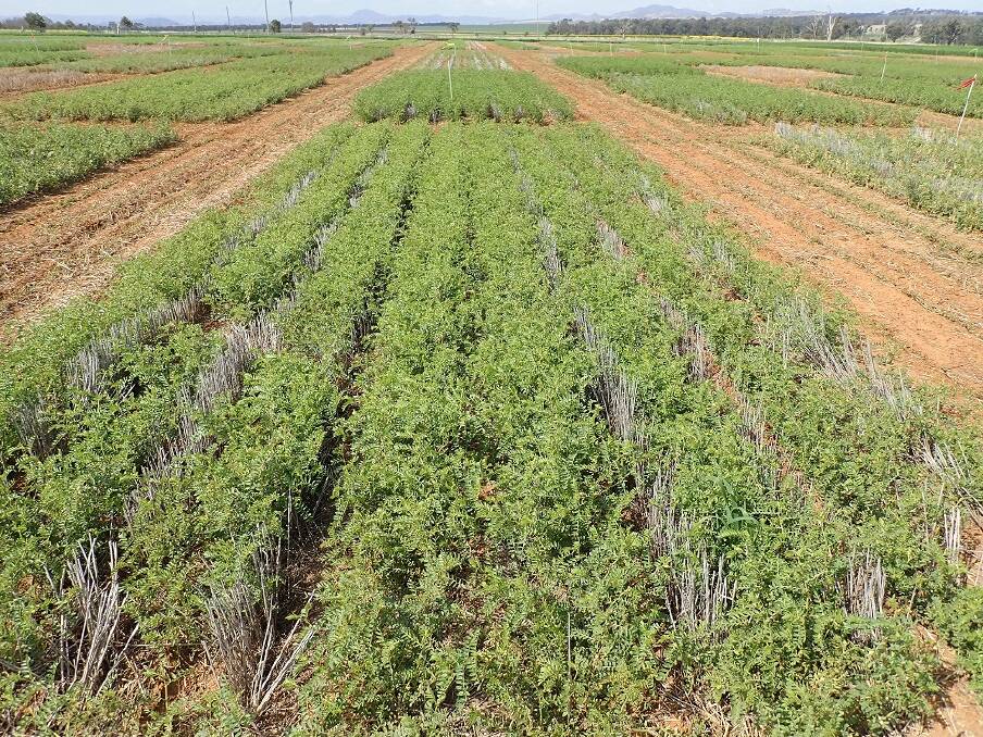 FARMING BOOST: A NSW DPI study carried out at the Tamworth Agricultural Institute is set to help boost the productivity of chickpea crops. Photo: Supplied 