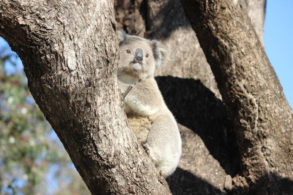 UNCLEAR FUTURE: A study has shown the koala population on the site of Shenhua's Watermark Coal Mine may be locally extinct before the mine even commences. Photo: Mark Rodgers 