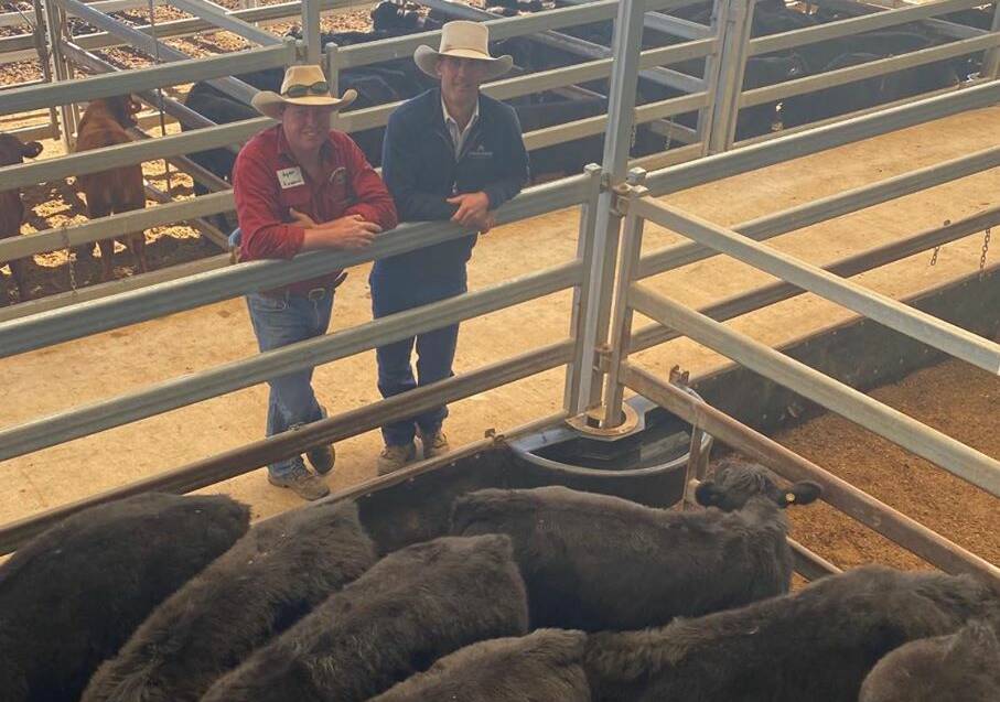 HIGH DEMAND: Byron Hubbard and McCulloch Agencies' Mitchell Swain admire some of the stock Mr Hubbard sold recently in Tamworth. Photo: TRLX 