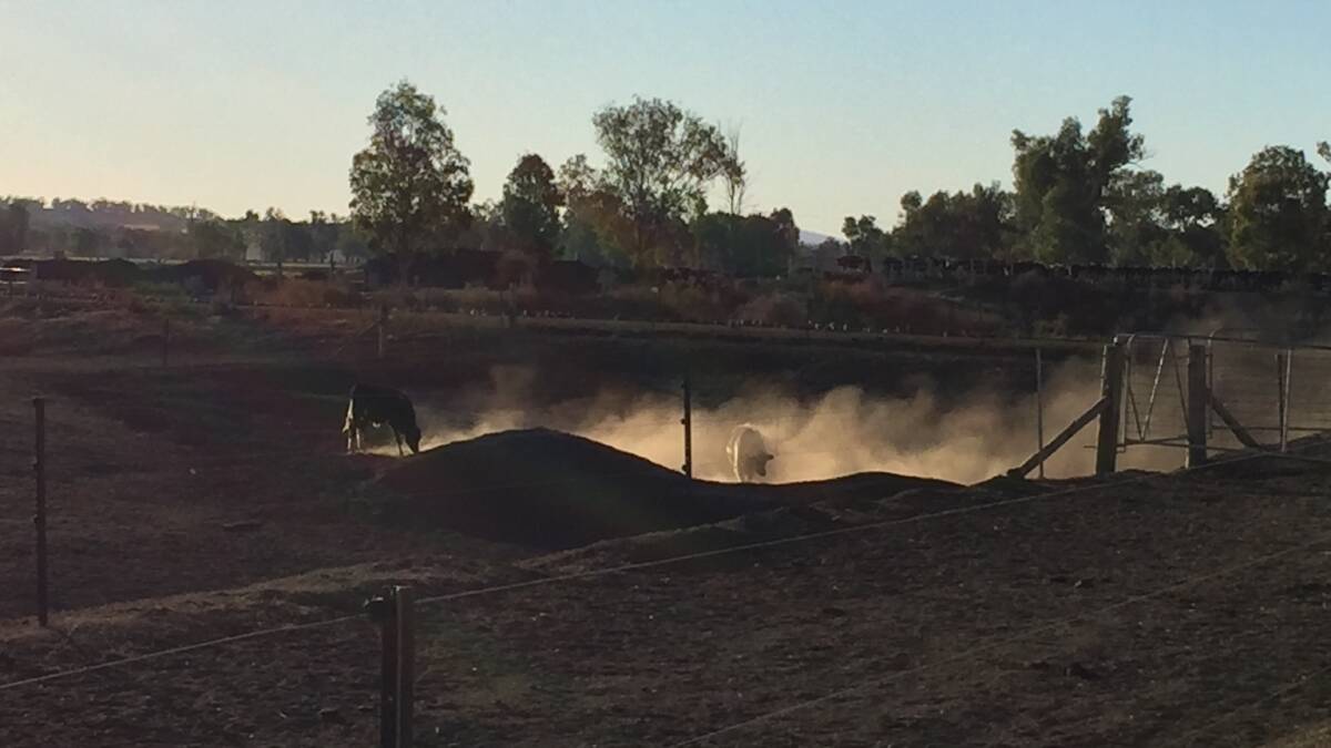 BIG DRY: Two cows kick up dust at Wes Brown's Tamworth dairy farm. Photo: Billy Jupp 